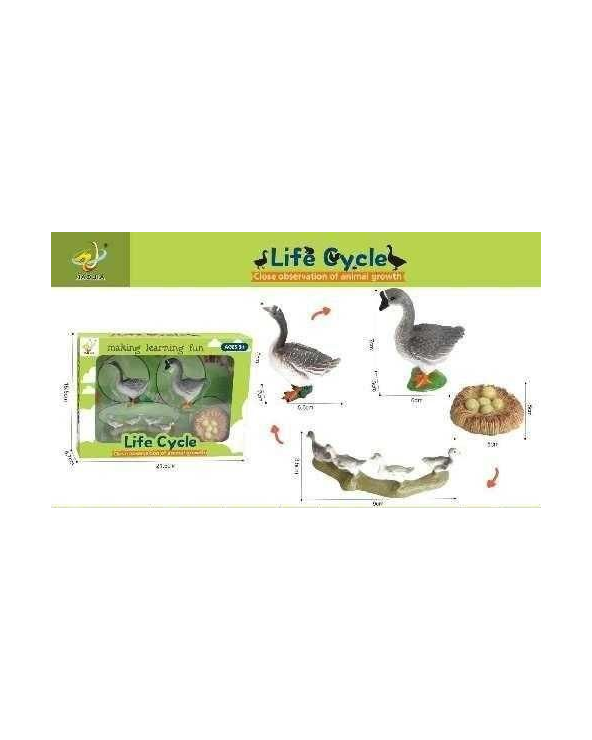 Εκπαιδευτικό σετ Πάπιες - Life Cycle